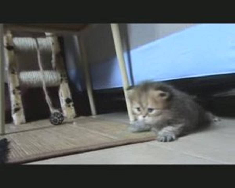 chatteire des baby benaddi