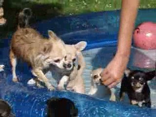piscine aout 2009