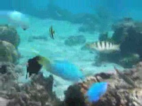 Tahiti poissons et corail