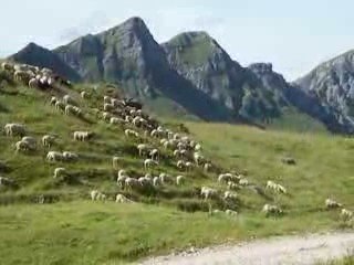 moutons lac vert