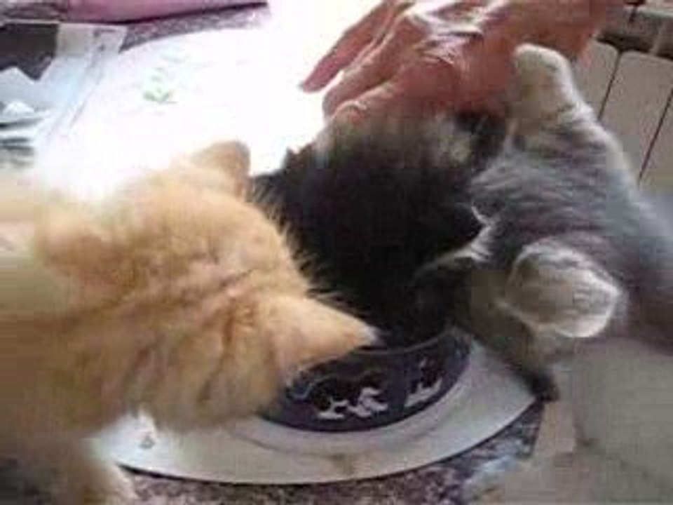 Le diner de 3 chatons