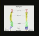 Understanding Neck Pain, Back Pain, and Sciatica: Curvatures