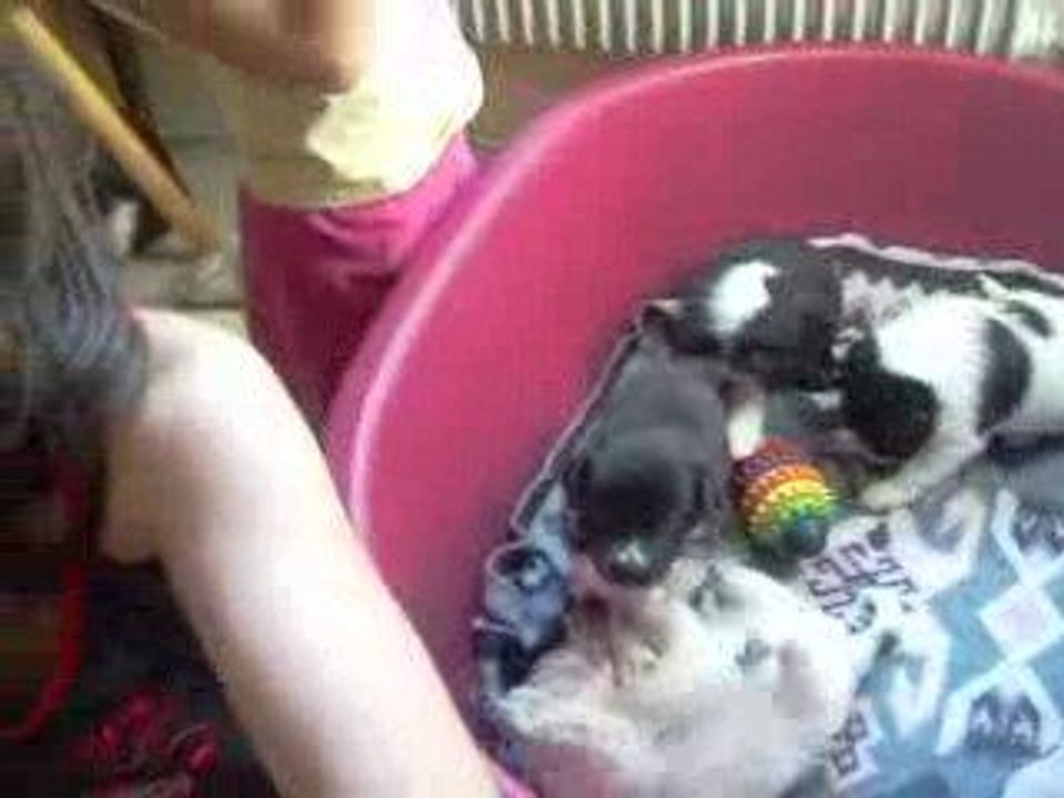 chiot 3 semaines