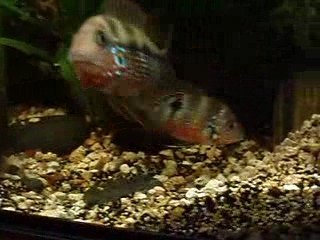 Repro Thorichthys ellioti 01