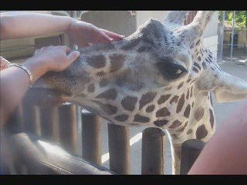 zoo_ok de la palmyre 5aout 2009***