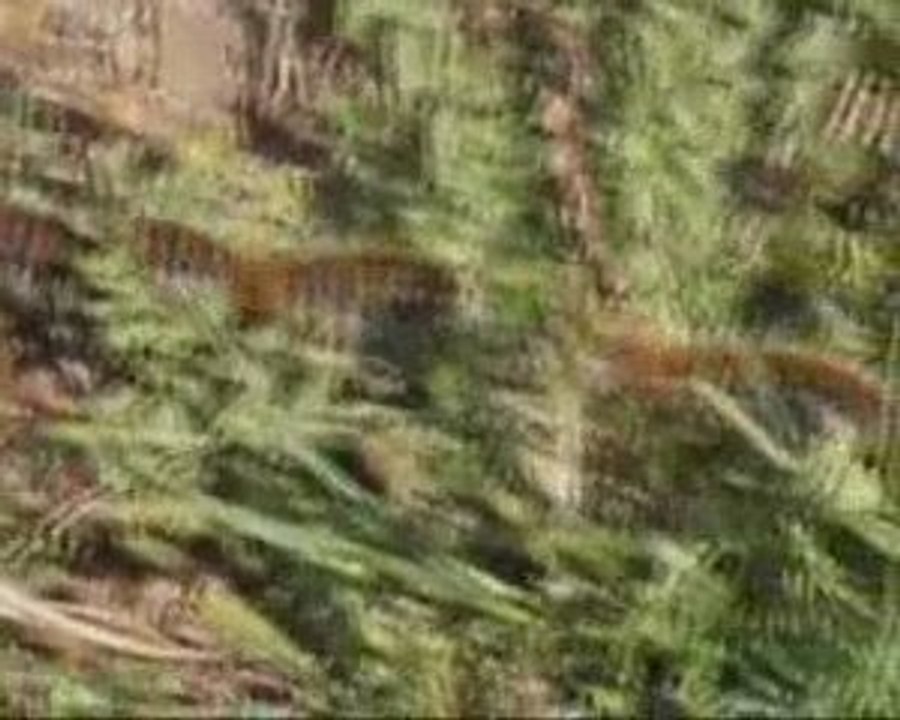 TIRTILLAR (Büyükçekmece, Tepecik, 25-4-2009)