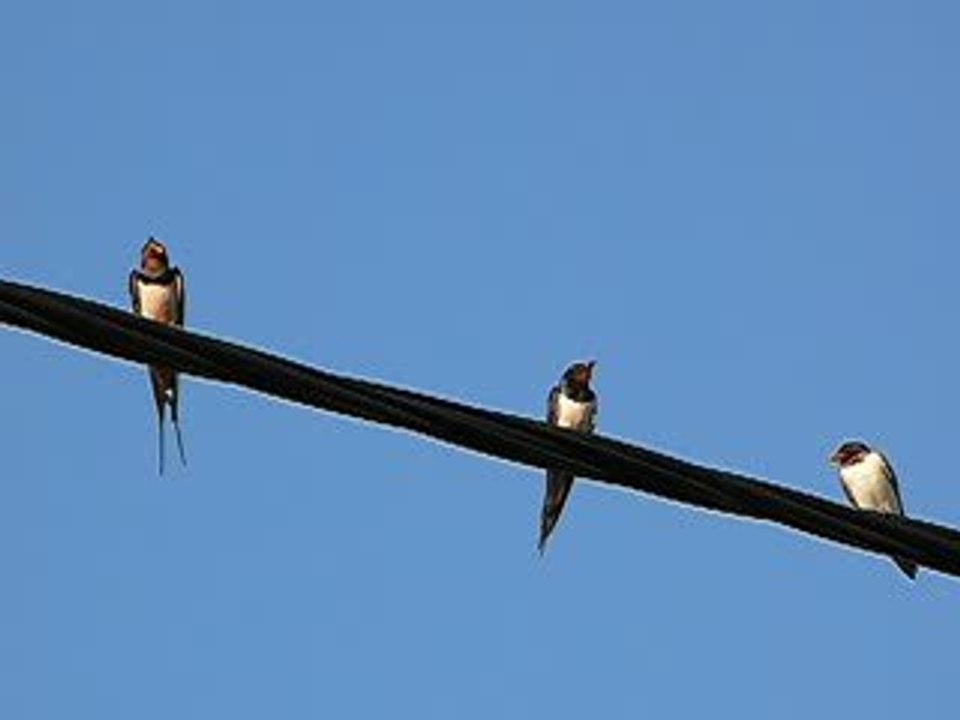 hirondelles rustiques