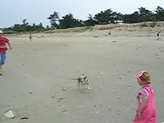 vidéogag bouledogue