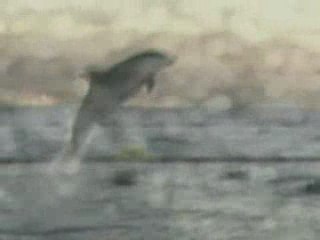 Inner Shrine - Waves Like Dolphins