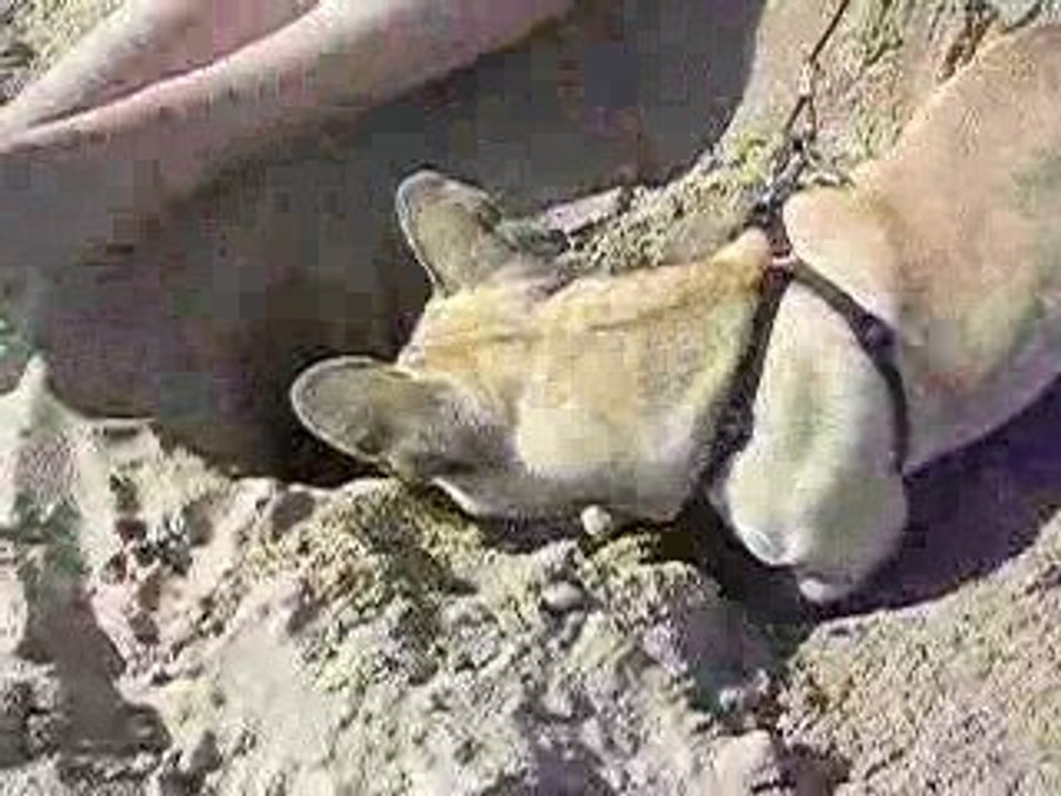 bouledogue dans le sable