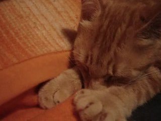 Mimi qui fait tétou a la couverture