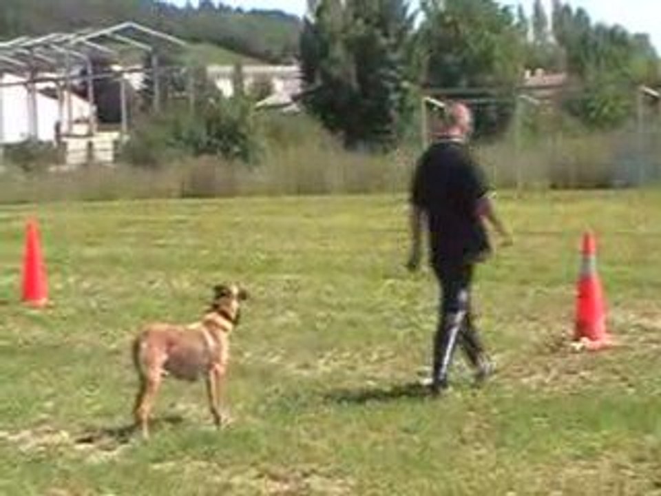 berger belge malinois 2 ans extrait d'entrainement