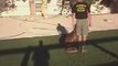 Sit Means Sit Atlanta - Decatur Dog Training - Rescue Dog