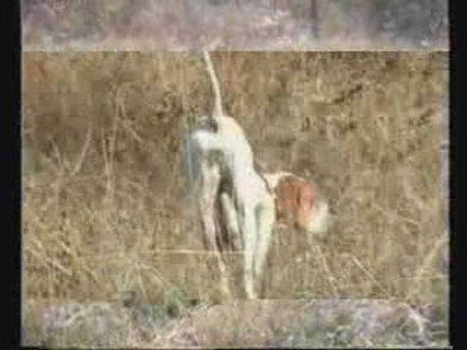 A.TEOMAN SAYILAN...POİNTER CADI