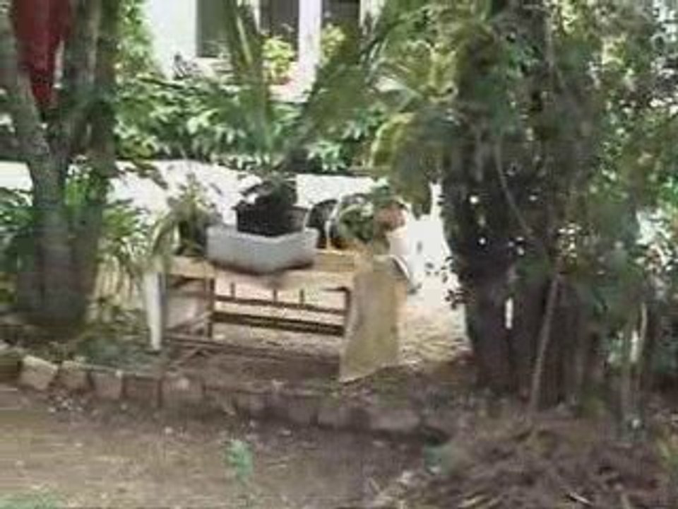 Course - poursuite des 4 pattes