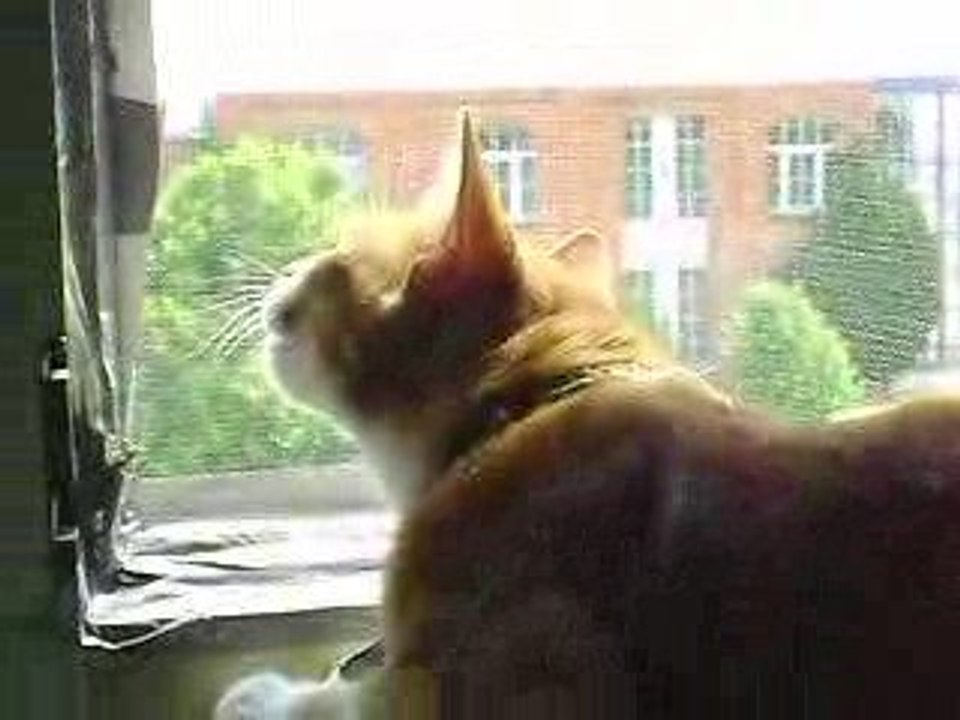 Le chat qui parle aux oiseaux