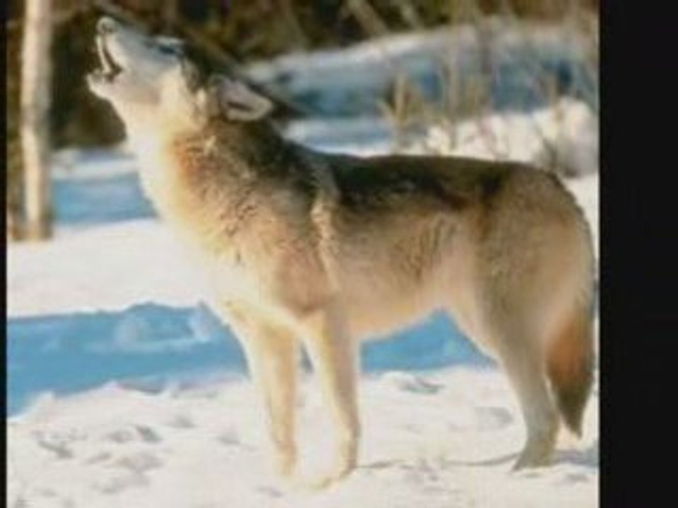♫*LES LOUPS ♫*