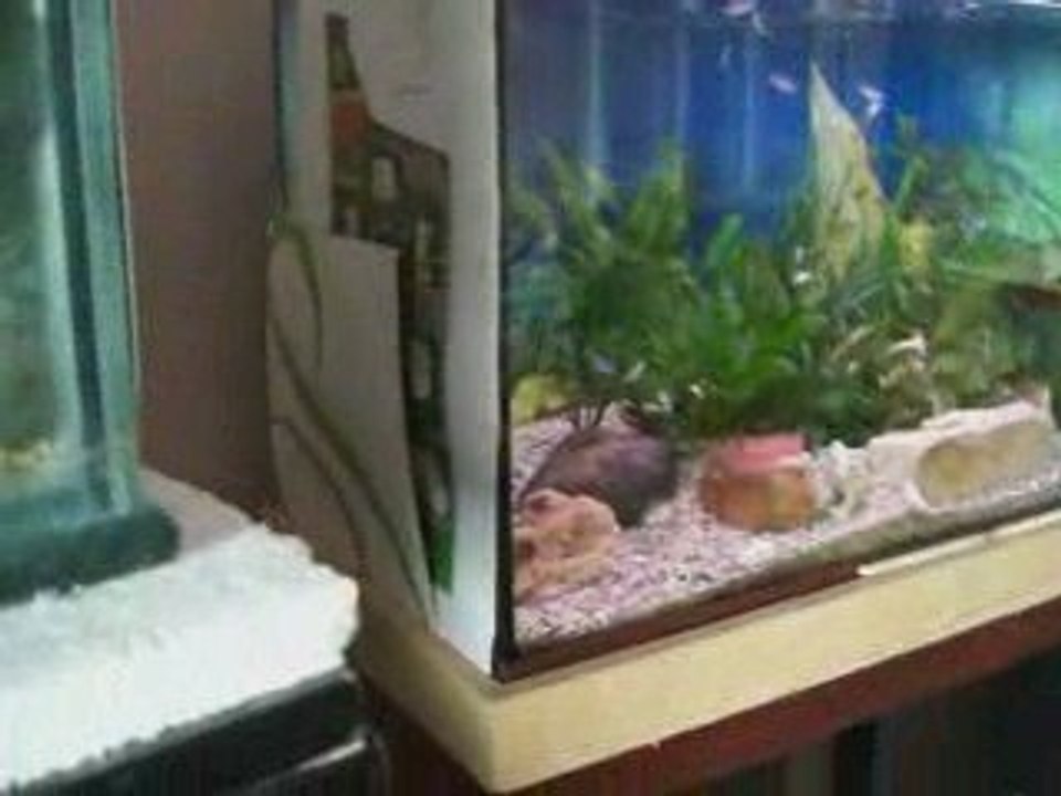 bitkili duboisi kolonii