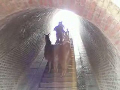 lama qui monte un escalier