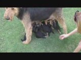 Airedale Puppies - Puppies Feeding - Oorang Airedales