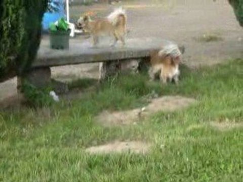 C'est toi le loup, et puis c'est tout !