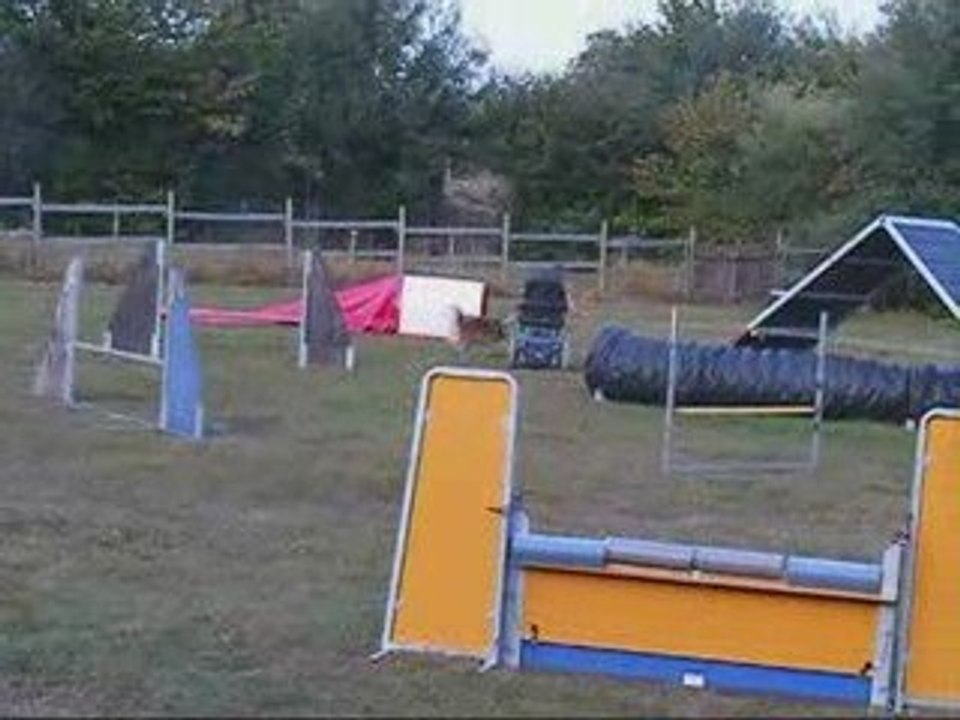 Agility avec Dixie