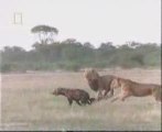 MUST SEE - Awesome Footage of Lion Attacking Hyenas!, versus
