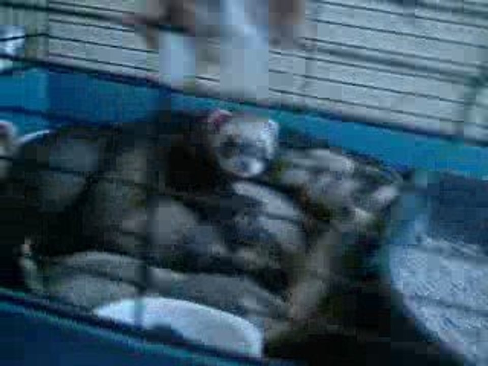 Furets en action