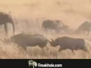 MUST SEE - elephant vs rhino, versus vs