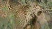 MUST SEE - Female Jaguar in action! Must see Footage!, versu