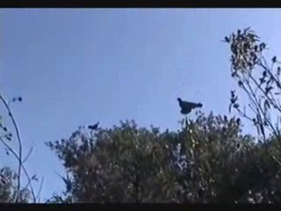 Entrenamiento de Cimbeles - Julio 2009