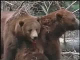 MUST SEE - Grizzly Bear vs Grizzly Bear, versus vs