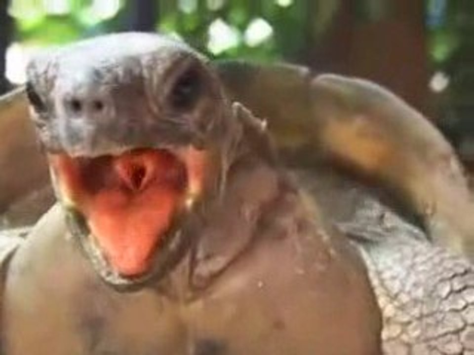 turtles having sex :D