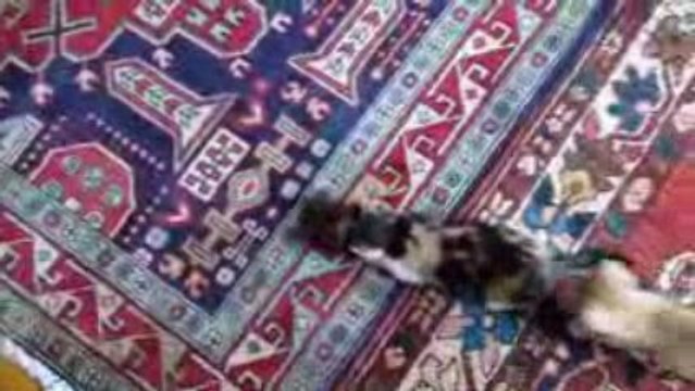 TEKIR & MIRRI 17.8.2009 BIR AYLIKTAN BIRAZ FAZLA