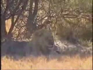 MUST SEE - Mad Mike faces a lioness man v lion with a toilet