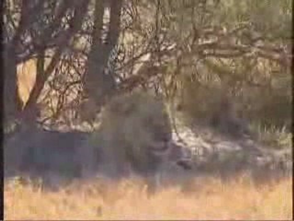 MUST SEE - Mad Mike faces a lioness man v lion with a toilet