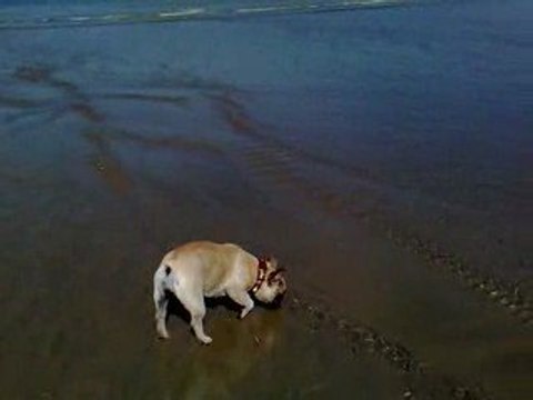 falko et ciara a la mer AOUT 2009