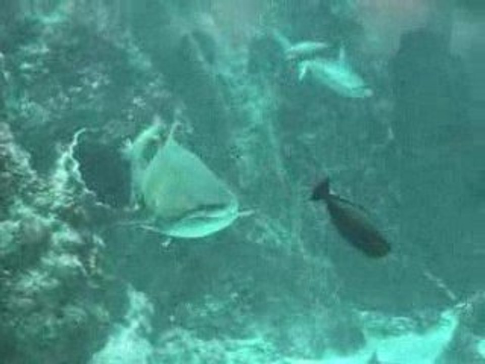 requin