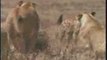 MUST SEE - Lion attack man, lions attacks, real attacking, v