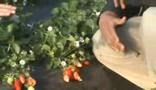 B5A Sıvı Organik Gübre