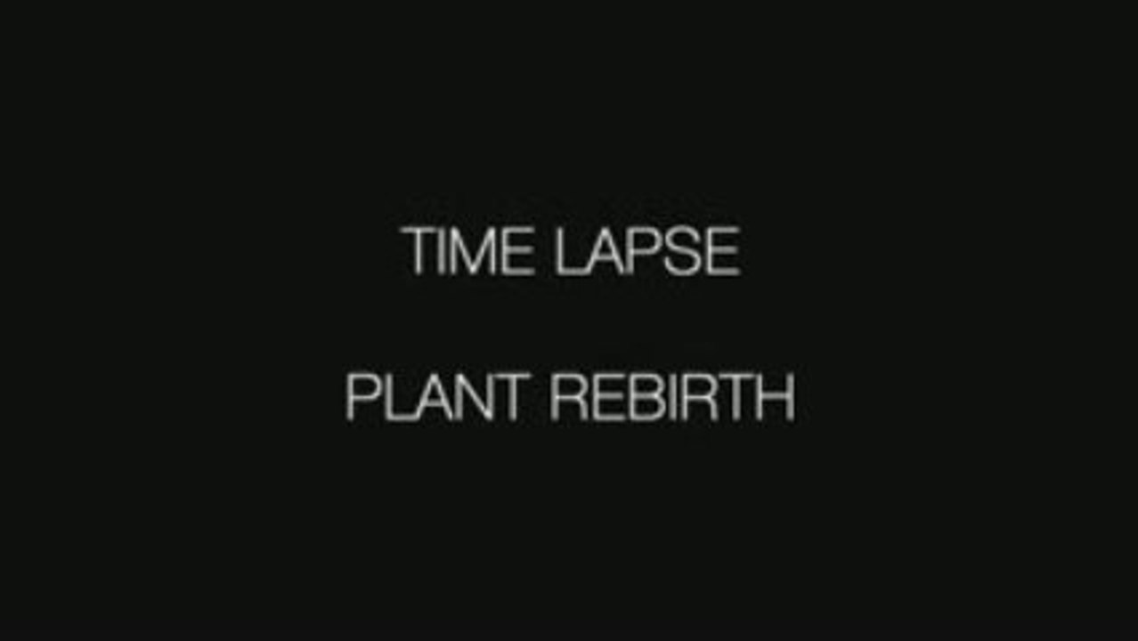 Plant Rebirth - Time Lapse