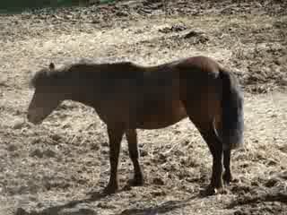petite roulade de poney