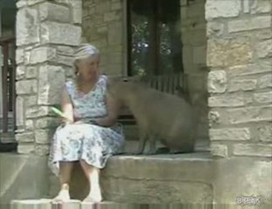 Capybara domestica succhia ghiaccioli