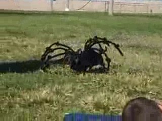 MUST SEE - The World's Most Giant Killer Spider!!, versus vs