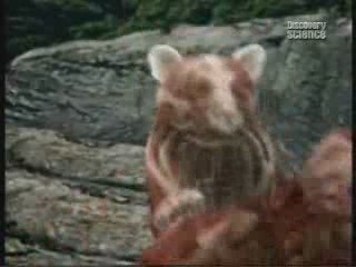 A Gorilla Fights A Leopard, fight versus vs