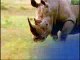 Elephant vs. Rhino, Animal Face-Off, fight versus vs