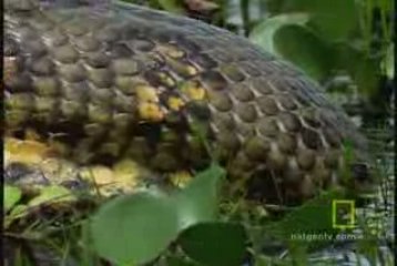 Anaconda Hunts, snake fight, versus vs