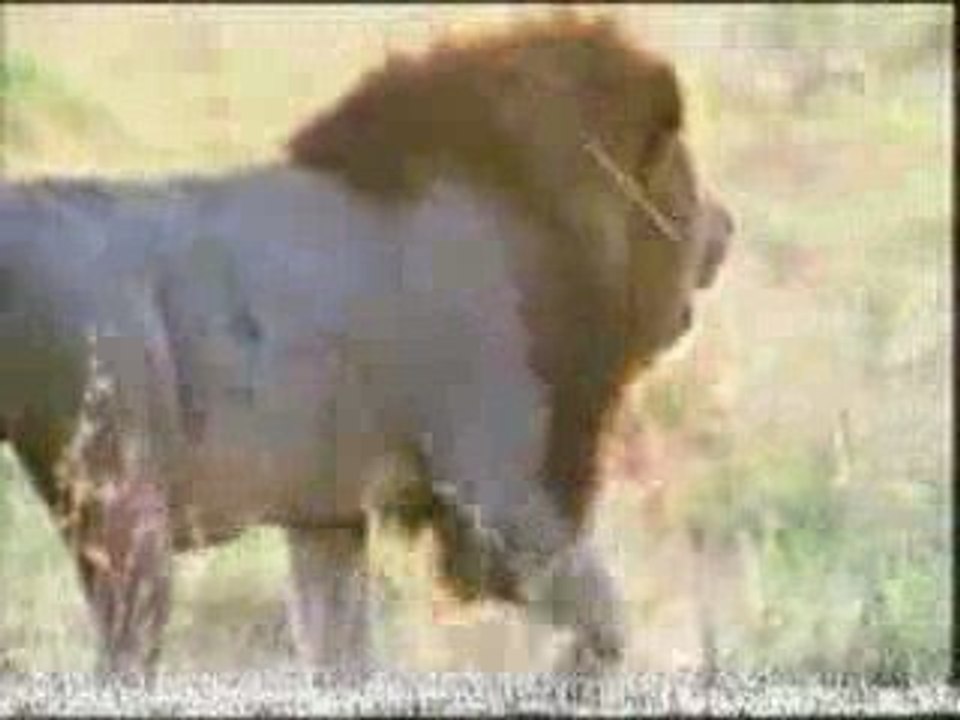 1 Big Male Lion versus 2 Nomads, fight versus vs