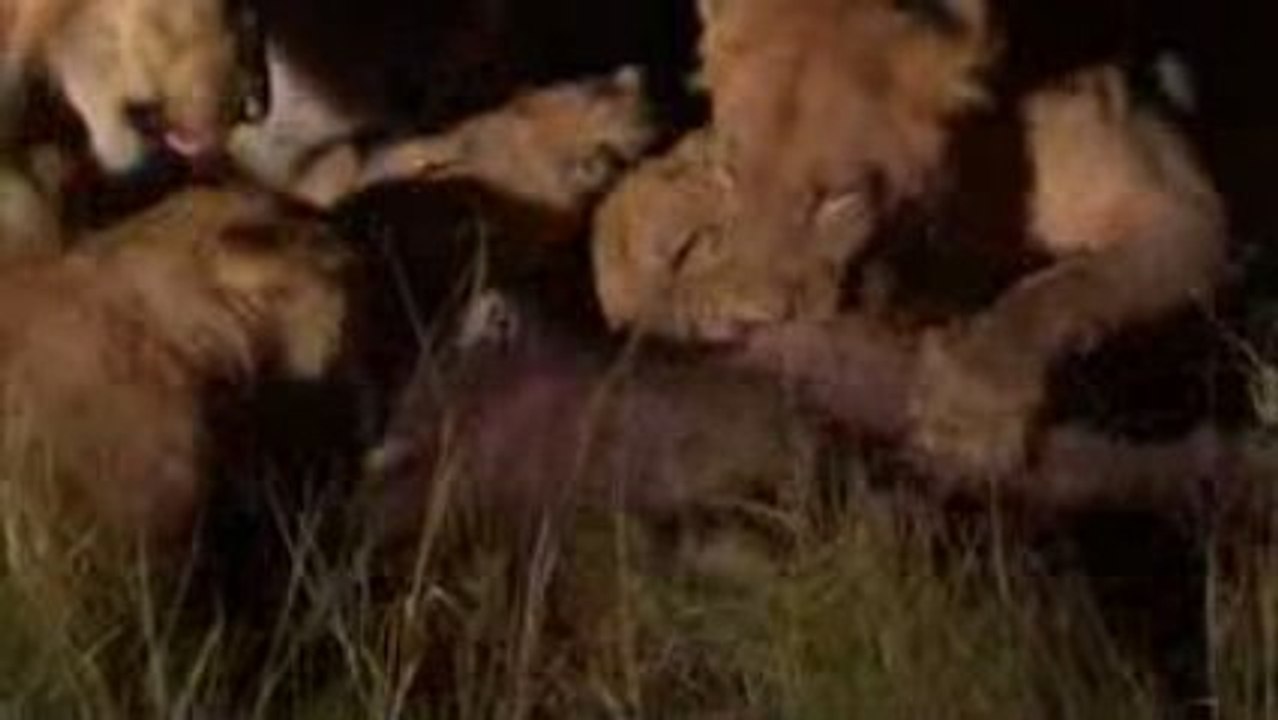 Buffalo survives lion attack, fight versus vs
