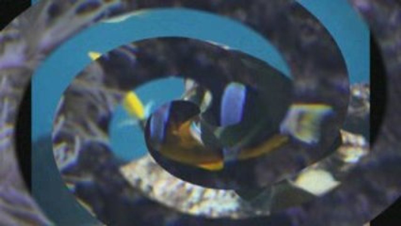 aquarium ' le 7ème continent'